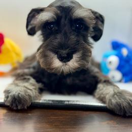 Orange Collar Boy - Black and silver male Miniature Schnauzer puppy in Kansas City, Kansas from Daniel Morlan