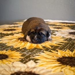 Red collar - Red fawn male Anatolian Shepherd Dog puppy in Spokane, Washington from 4D Cattle Dogs