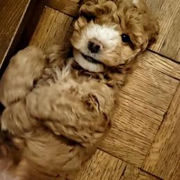 Cockapoo Puppies from Cano Cockapoos