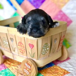 Miniature Schnauzer Puppies from MoonShadows Miniature Schnauzers
