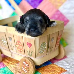 Miniature Schnauzer Puppies from MoonShadows Miniature Schnauzers