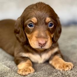Panfilo - Chocolate and tan male Dachshund puppy in Queen Creek, Arizona from Jolly Rogers Dachshunds