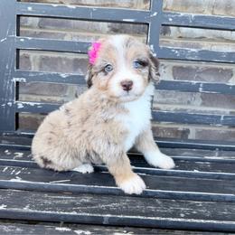 Candy Corn - Red merle female Aussiedoodle puppy in Cartersville, Georgia from Simply Blessed Doodles