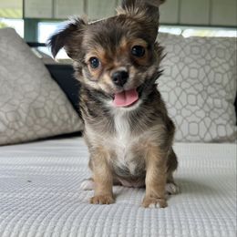 Red Sable LC Female - Red and white female Chihuahua puppy in Husser, Louisiana from Marpop Puppies