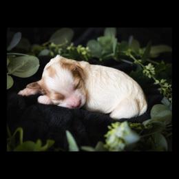 Chrysanthemum - Blenheim female Cavapoo puppy in Battle Lake, Minnesota from Panda Puppies