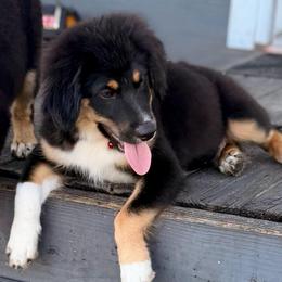 Red - Black tri male Miniature Australian Shepherd puppy in 32046, Florida from River Hill Ranch