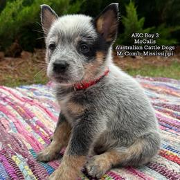AKC Boy 3 Mississippi - Blue male Australian Cattle Dog puppy in Mc Comb, Mississippi from McCall's Mississippi AKC Blue Heelers Australian Cattle Dogs