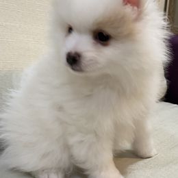 Pomeranian Puppies from MJ’s Pomeranians