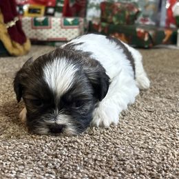 Ben - Black gold and white male Shih Tzu puppy in Bradley, South Carolina from Katie’s Kennel