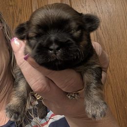 Toffee - Sable female Shih Tzu puppy in Choctaw, Oklahoma from Karen Elliott