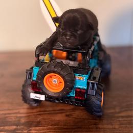 June - Black female Pug puppy in Smiths Station, Alabama from Magnolia Pugs