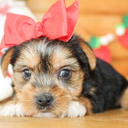 Sassy - Black and tan female Yorkshire Terrier puppy in Hugo, Oklahoma from Ann R.