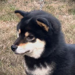 Aqua Girl - Shiba Inu