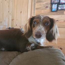 Sasha - Dachshund