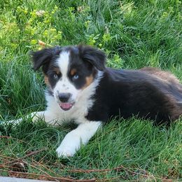 Australian Shepherd Puppies from Far Out Aussies
