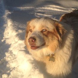 Gus - Australian Shepherd