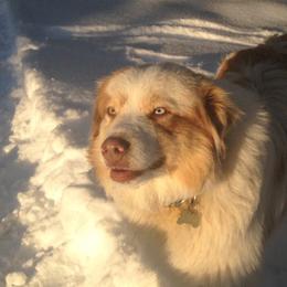 Gus - Australian Shepherd