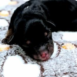 Pauline - Black tri female Miniature Australian Shepherd puppy in Punta Gorda, Florida from Christie's Creekside Aussies