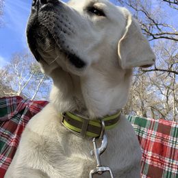 Labrador Retriever All Grown Up from Chateau St. John