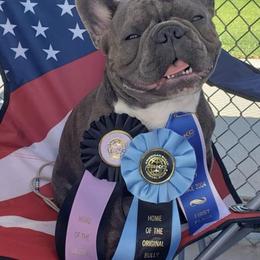 French Bulldogs from Luvafrenchbulldog