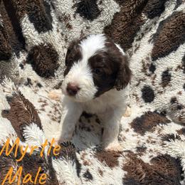 Myrtle - Red male Aussiedoodle puppy in Cleveland, Tennessee from C&S Kennels