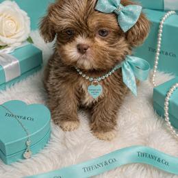Tiara - Lilac female Shih Tzu puppy in Riverside, California from Be Dazzled Shihtzu
