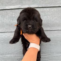 Orange boy - Black male Newfoundland puppy in Nevis, Minnesota from Faithful Acres Newfs