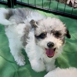 Pippin - Parti male Poodle puppy in Vacaville, California from Starlight Goldendoodles