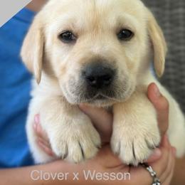 Boy 3 - Yellow male Labrador Retriever puppy in Wilson’s, Virginia from Cedar Hill Farm Labradors