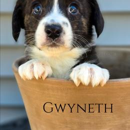 Savage Gwyneth of Eire - Brindle and white female Cardigan Welsh Corgi puppy in Plymouth, Iowa from Savages Low riders