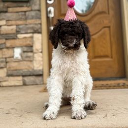 French toast - Brown female Poodle puppy in Spanish Fork, Utah from Beansdoodles