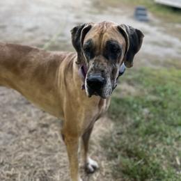 Maple - Great Dane