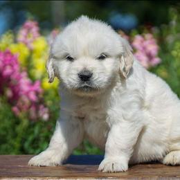 Leo - Light golden male Golden Retriever puppy in Saint Joe, Indiana from Golden Acres Farm