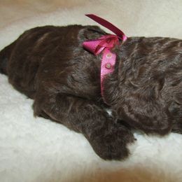 Goldendoodle and Poodle Puppies from David & Patricia Elliott