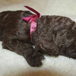 Goldendoodle and Poodle Puppies from David & Patricia Elliott