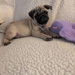 Pug Puppies from Lisa's Pugalicious Pugs