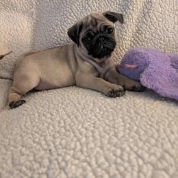 Pug Puppies from Lisa's Pugalicious Pugs