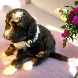 Poppy - Tri-color female Bernedoodle puppy in Huntsville, Alabama from Falcon Ridge Doodles