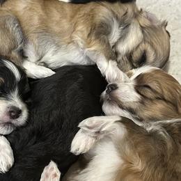 Havanese from Jodi Welscott