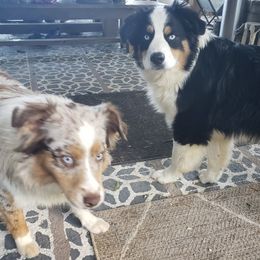 Australian Shepherds from Hunt Farm