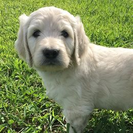 Goldendoodles from Virginia Beach Goldendoodles