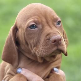 Dougee - Golden rust male Vizsla puppy in Covington, Louisiana from Six Hitch Farm