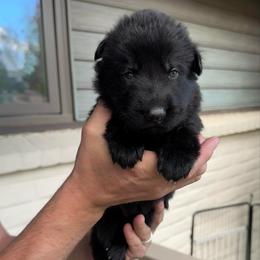 Male - Black male German Shepherd puppy in Windsor, Colorado from German Shepherds