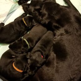 Brittanys, French Brittanys, and Labrador Retrievers from Wolf River Kennels