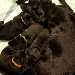 Brittanys, French Brittanys, and Labrador Retrievers from Wolf River Kennels