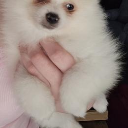 Pomeranian Puppies from Tiny treasures