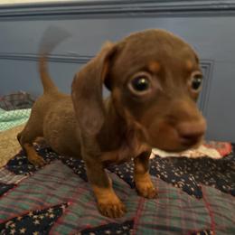 Dachshund puppies from Corgis at the Jersey Shore/Frenchie Connection