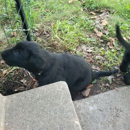 Tevye - Black male Flat-Coated Retriever puppy in Stillwater, Minnesota from Whirlwind Flat-Coated Retrievers