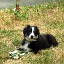 Australian Shepherds from TLC Dream and Pureland Australian Shepherds
