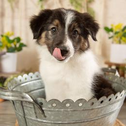 Atlas - Black and white male Border Collie puppy in Conway, Missouri from 2J 2K Border Collies | Maremma Sheepdogs